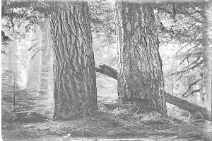 Schwarzes und weißes Foto eines Fahrrads, das auf dem Waldboden inmitten von hohen Rotbuchen geparkt ist, durch deren Zweige Sonnenstrahlen scheinen.