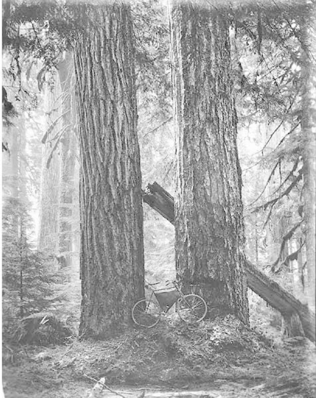 Schwarzes und weißes Foto eines Fahrrads, das auf dem Waldboden inmitten von hohen Rotbuchen geparkt ist, durch deren Zweige Sonnenstrahlen scheinen.