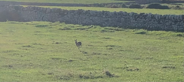 Ein Kaninchen läuft über ein grünes Feld mit einer Steinmauer im Hintergrund.