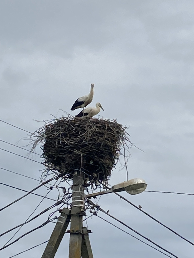 Zwei Weißstörche auf einem Nest auf einer Strommast mit sichtbaren Drähten und einer Straßenlaterne, vor einem Himmel-Hintergrund.