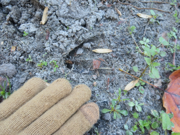 Ein Paar Handschuhe auf Erde mit kleinen Pflanzen, trockenen Blättern und Zweigen drumherum.
