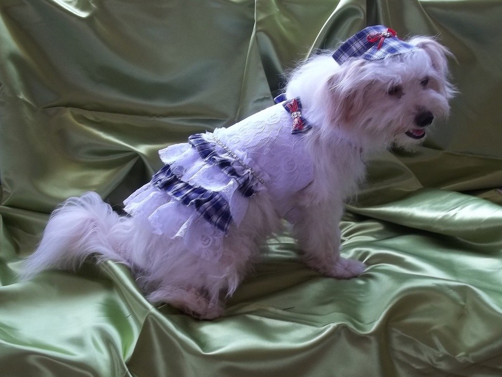 Ein Hund in einem Kostüm sitzt auf einem Tuch.