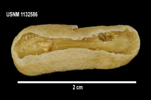 Ein Nahaufnahme einer Erdnuss auf einem schwarzen Hintergrund, mit Text oben und unten im Bild.