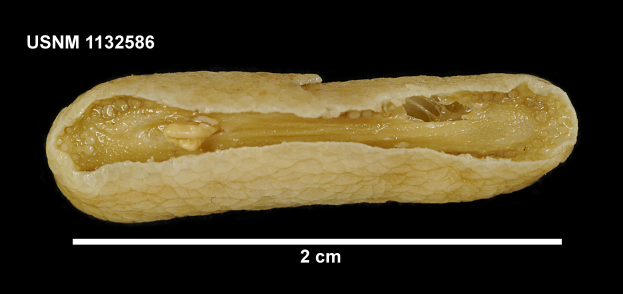 Ein Nahaufnahme einer Erdnuss auf einem schwarzen Hintergrund, mit Text oben und unten im Bild.