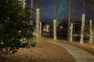 Ein nächtlicher Waldweg, der von bunten Weihnachtslichtern erhellt wird, die zwischen den Bäumen gespannt sind, mit trockenen Blättern auf dem Boden und dem Himmel im Hintergrund.