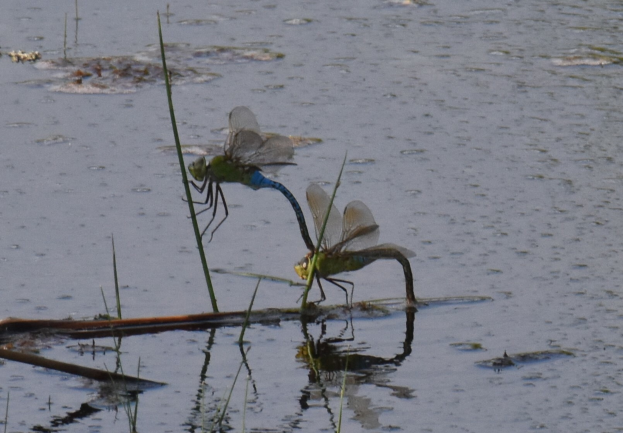 Zwei Libellen auf einem Stock im klaren, stillen Wasser, umgeben von saftigem Grün.