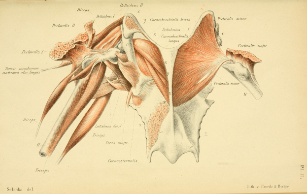 Eine alte Buchseite mit einer Abbildung der Schultermuskulatur und begleitendem Text.