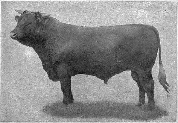 Schwarz-weiß-Foto eines dunklen braunen Stiers, der in einem Feld steht und seinen Kopf hochhält und die Ohren gespitzt hat.