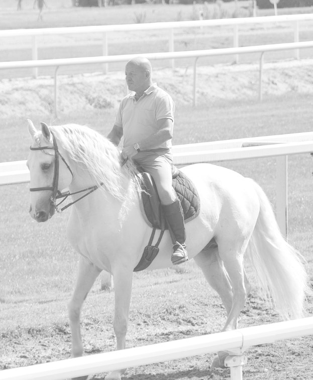 Eine Person sitzt auf einem Pferd und reitet.