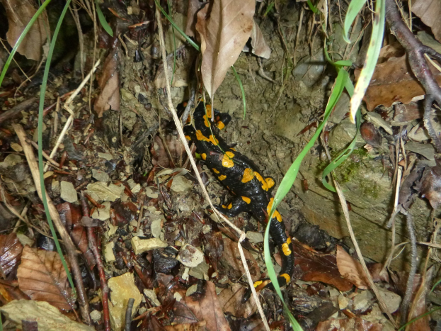 Ein europ├Ąischer Feuersalamander sitzt auf dem Boden in einem wald├Ąhnlichen Gebiet umgeben von trockenen Bl├Ąttern, Zweigen und Pflanzen.