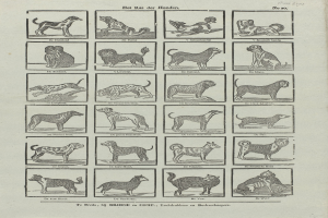 Ein offenes altes Buch mit verschiedenen Hundezuchten und begleitenden Textbeschreibungen auf der Seite.