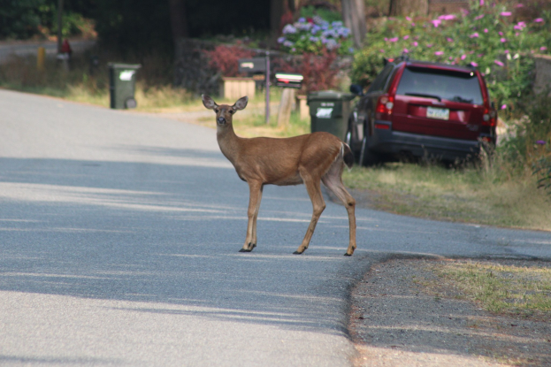 Ein Hirsch überquert eine Wohnstraße vor einem Haus, mit einem geparkten Auto auf der rechten Seite und Grünfläche einschließlich Bäumen, Pflanzen, Blumen und Mülltonnen im Hintergrund.