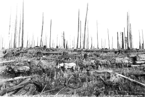 Ein Schwarz-Weiß-Foto eines Waldes mit Pferden im Vordergrund, umgeben von Gras und hölzernen Baumstämmen, und Text unten, der "1930 Skia Waldholzvollzug mit Pferden" liest.