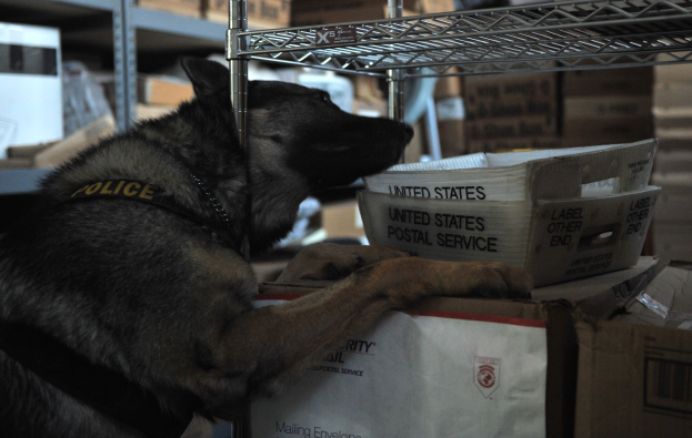 Ein schwarzer und brauner Polizei-Hund ruht auf einem Stapel Kisten in einem Lagerhaus, mit mehreren Kartonboxen in den umliegenden Regalen sichtbar.