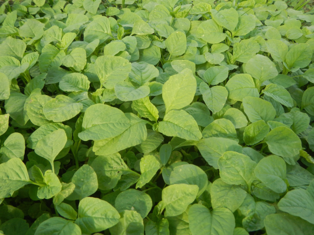 Grüne Sojabohnenpflanzen mit leuchtenden Blättern auf einem Feld vor einem blauen Himmel.