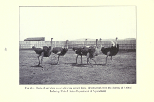 Eine Schar von Straußen auf einer kalifornischen Straußenfarm mit einem Zaun, einem Haus und dem Himmel im Hintergrund und Text unten.