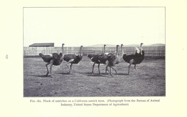 Eine Schar von Straußen auf einer kalifornischen Straußenfarm mit einem Zaun, einem Haus und dem Himmel im Hintergrund und Text unten.
