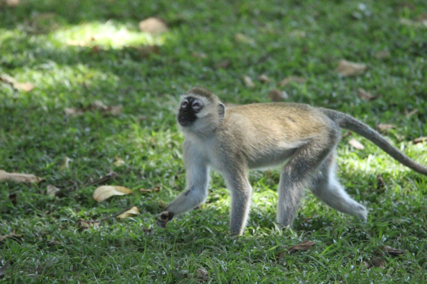 Ein Vervet-Affe, der über ein grasbewachsenes Feld voller trockener Blätter läuft.